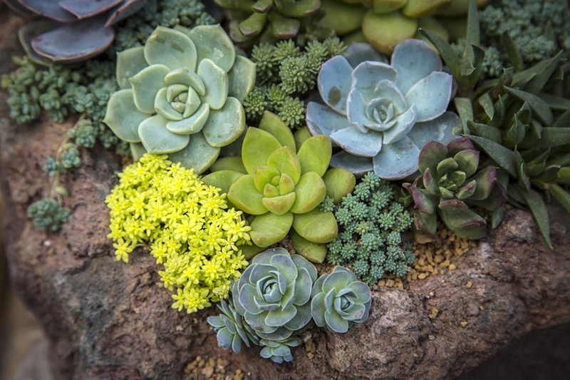 植物生長燈